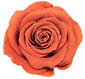 Because Of Love Bridal Collection Preserved Roses