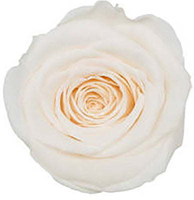 Because Of Love Bridal Collection Preserved Roses