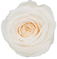 Because Of Love Bridal Collection Preserved Roses