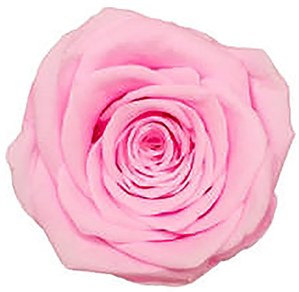 Because Of Love Bridal Collection Preserved Roses