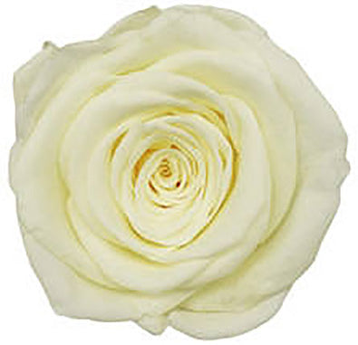 Because Of Love Bridal Collection Preserved Roses