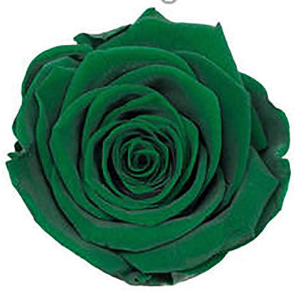 Because Of Love Bridal Collection Preserved Roses