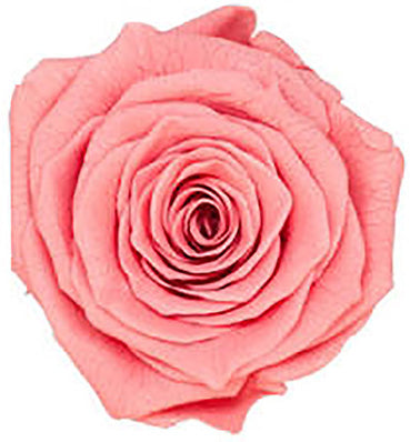 Because Of Love Bridal Collection Preserved Roses