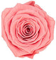 Because Of Love Bridal Collection Preserved Roses