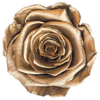 Because Of Love Bridal Collection Preserved Roses