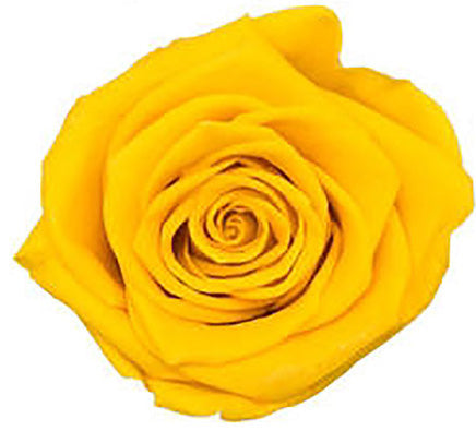 Because Of Love Bridal Collection Preserved Roses