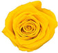 Because Of Love Bridal Collection Preserved Roses