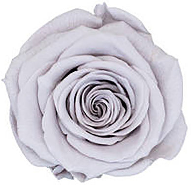 Because Of Love Bridal Collection Preserved Roses