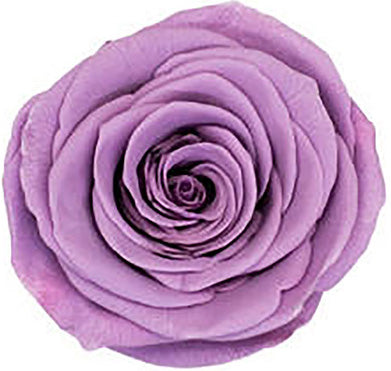 Because Of Love Bridal Collection Preserved Roses