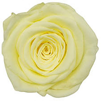 Because Of Love Bridal Collection Preserved Roses