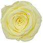 Because Of Love Bridal Collection Preserved Roses