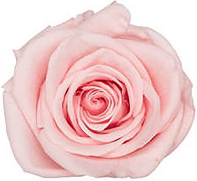 Because Of Love Bridal Collection Preserved Roses