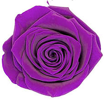 Because Of Love Bridal Collection Preserved Roses