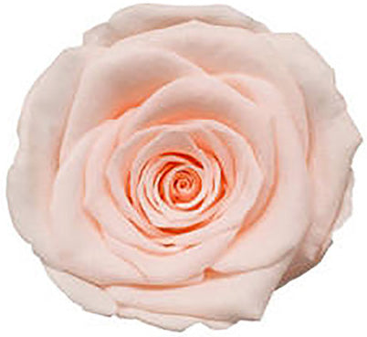 Because Of Love Bridal Collection Preserved Roses