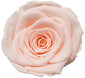 Because Of Love Bridal Collection Preserved Roses