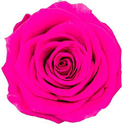 Because Of Love Bridal Collection Preserved Roses