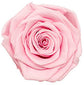 Because Of Love Bridal Collection Preserved Roses
