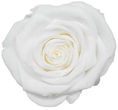 Because Of Love Bridal Collection Preserved Roses