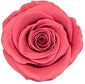 Because Of Love Bridal Collection Preserved Roses