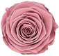 Because Of Love Bridal Collection Preserved Roses