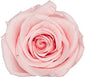 Because Of Love Bridal Collection Preserved Roses