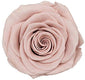 Because Of Love Bridal Collection Preserved Roses