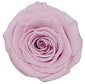 Medium Round Dome Box Preserved Roses