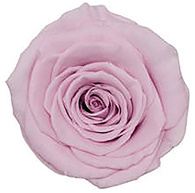 Medium Round Box Preserved Roses