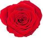 Because Of Love Bridal Collection Preserved Roses