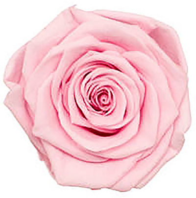 Medium Round Box Preserved Roses